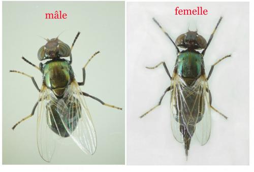 Réf. 239 087 : Physiphora alceae